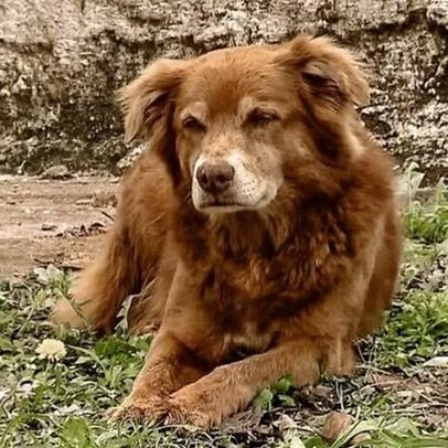 Nova lei brasileira reconhece o laço afetivo entre humanos e animais de estimação