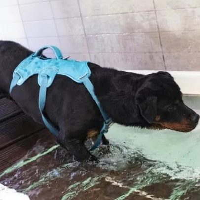 Fisioterapia em cães e gatos: benefícios para a mobilidade