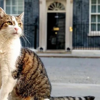 Larry celebra 15 anos como Chief Mouser de Downing Street