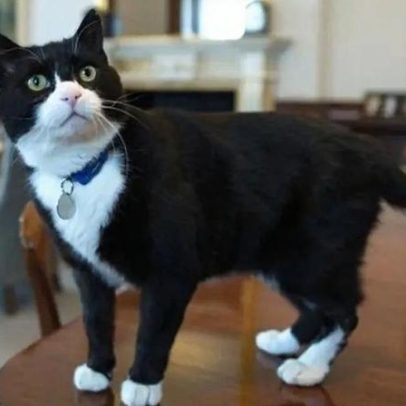 Morre Palmerston, o famoso gato da diplomacia britânica