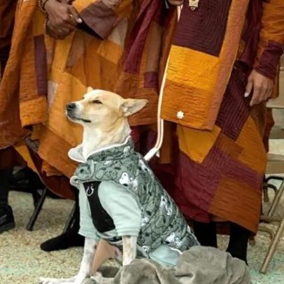 Aloka, o cão da paz, emociona o mundo ao lado de monges budistas