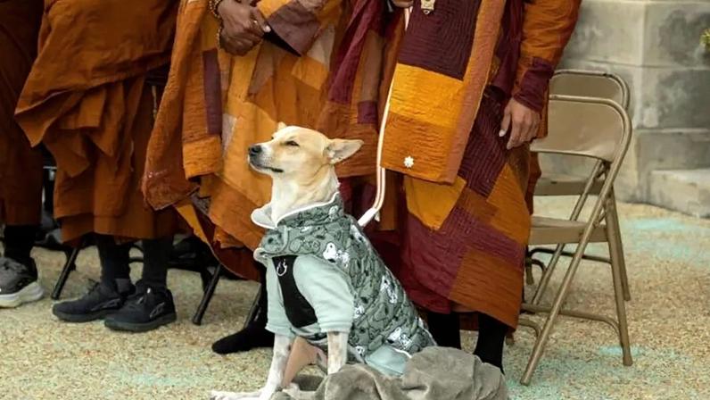 Este é o Aloka, o "cão da paz" que conquistou o mundo ao lado de monges budistas
