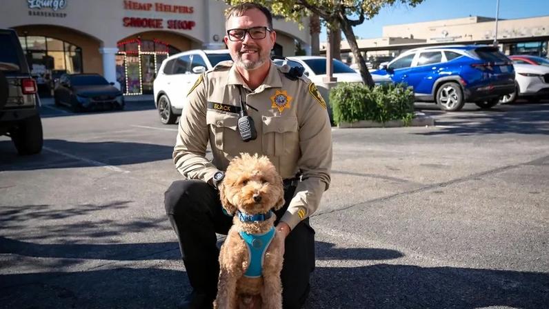 Um final feliz! Cão abandonado no aeroporto de Las Vegas encontra uma nova família