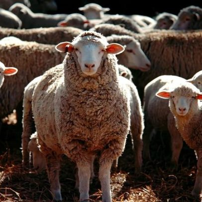 DGAV estende até 15 de fevereiro declaração sobre ovinos e caprinos