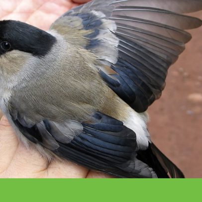 Nova campanha para contar todos os priolos do mundo pede ajuda