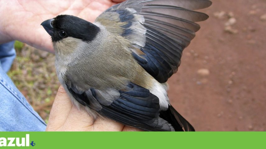 Nova campanha para contar todos os priolos do mundo pede ajuda