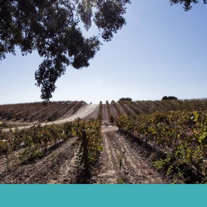 Evento mundial de enoturismo em Beja impulsiona imagem do Alentejo e Portugal