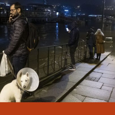 SOS Animal alerta: falta de mecanismo para proteger animais em catástrofes