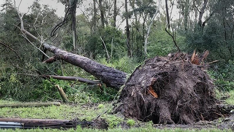 Maior recordista do Guinness supera-se ao segurar escada pelo queixo