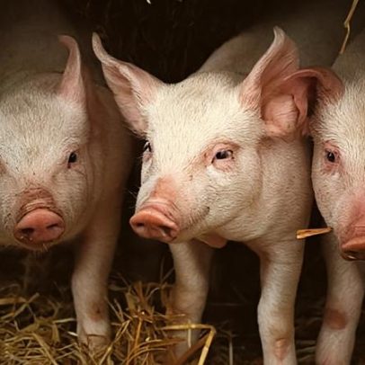 Alentejo mantém cotações de porco classe E e S, leitão até 12 kg desce