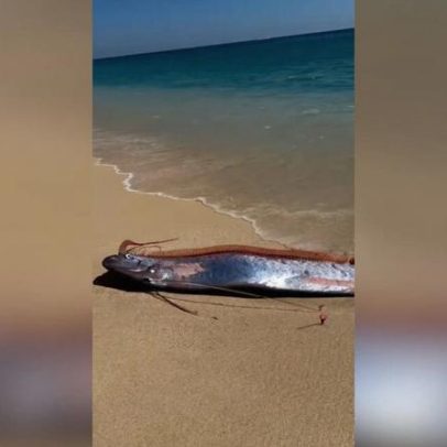 Maior peixe ósseo do mundo encontrado no México