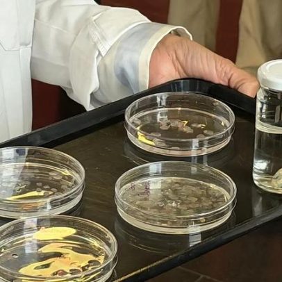 Transplantes de córnea com escamas de peixe, descoberta médica espanhola