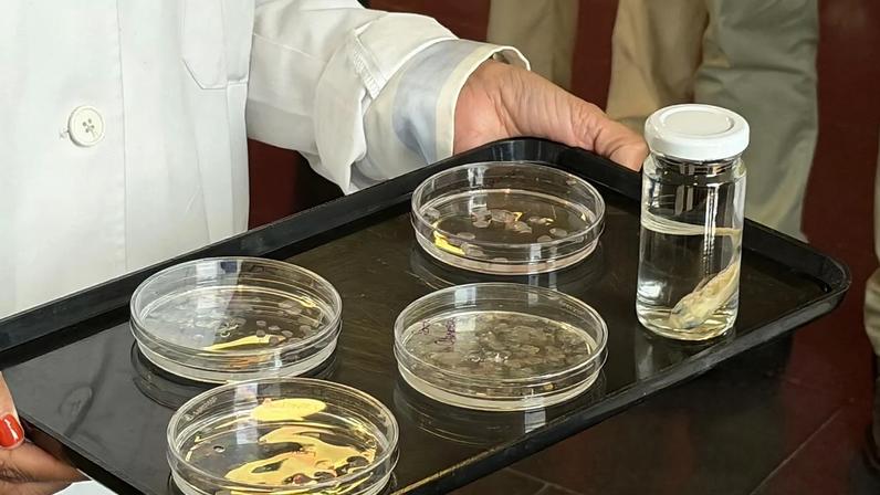 Amostras das escamas utilizadas para reparar a córnea.