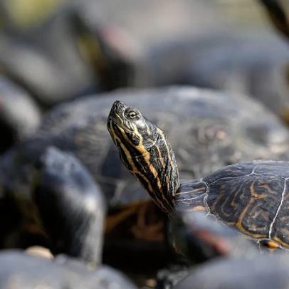 Brasil liberta 1.500 tartarugas-da-Amazónia no rio Negro