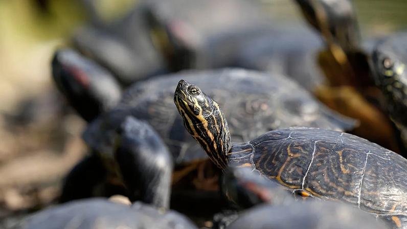 Mais de 1 500 crias de tartaruga-da-amazónia (Podocnemis expansa) foram libertadas no rio Negro, na floresta amazónica, no Brasil.