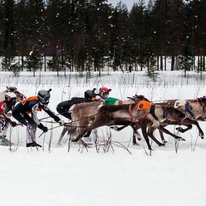 Corridas de renas atraem público no norte da Finlândia junto à fronteira russa