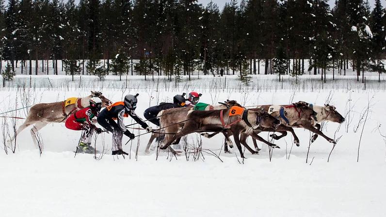 Corridas de renas atraem multidões no norte gelado da Finlândia junto à fronteira russa