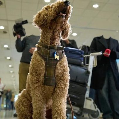 Dezenas de cães e gatos chegam a Atenas após voo de repatriamento