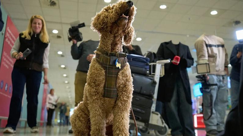 Cão no aeroporto de Atenas
