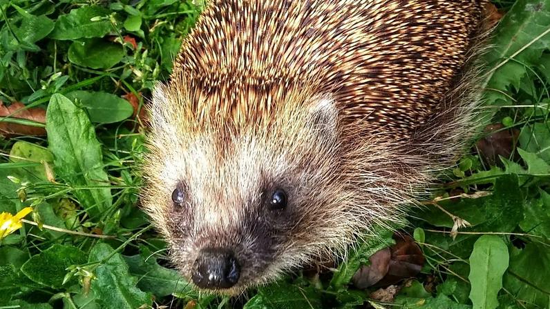 Nova investigação mostra que os ouriços-cacheiros europeus conseguem ouvir ultrassons.