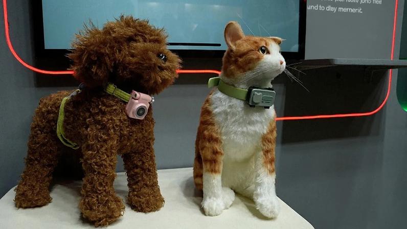 Dispositivo eletrónico vestível permite aos donos acompanhar, via GPS, a localização do animal e o respetivo nível de atividade