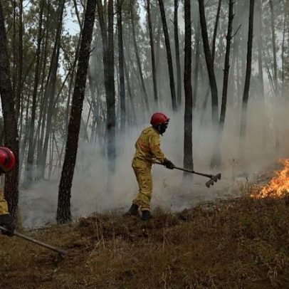 Cientistas alertam que 216 mil hectares de floresta estão em risco, mesmo se o aquecimento parar
