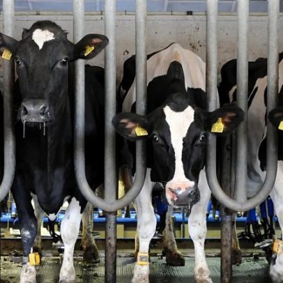 Indústria de carne esconde emissões ligadas à agenda climática