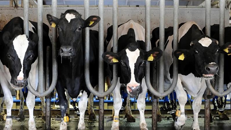 Vacas encontram-se na sala de ordenha da cooperativa agrícola de Golzow, perto de Brandenburg an der Havel.