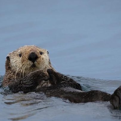 Vida selvagem britânica vai ser homenageada em notas do Reino Unido
