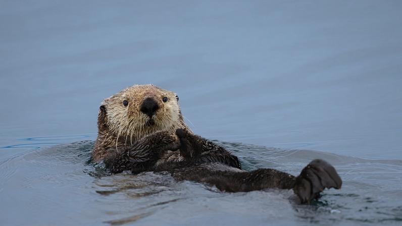 Vida selvagem britânica vai ser homenageada em notas do Reino Unido