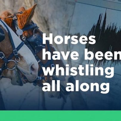 Ciência explica por que cavalos relinham para fazer amigos