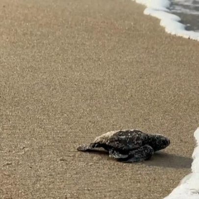 Tartarugas do Gabão lutam contra a extinção devido à falta de fundos