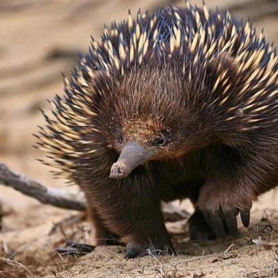 Fauna combate secretamente as alterações climáticas, dos tigres aos castores