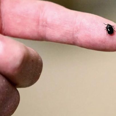 Vacina da Pfizer e Valneva para doença de Lyme regista 70% de eficácia