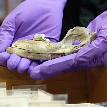 Estudo revela que cães vivem com humanos há 5.000 anos a mais do que se pensava