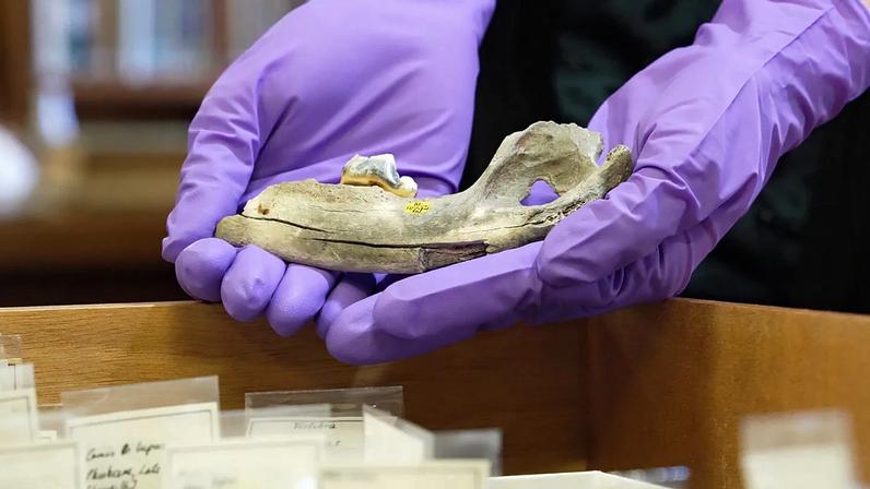 Investigador segura mandíbula de cão com 14 300 anos encontrada na gruta de Gough, no Reino Unido, em 2026