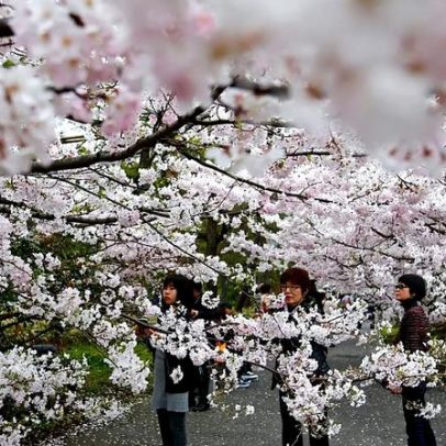 Japão inicia época das sakura em Tóquio com piqueniques no Parque Ueno