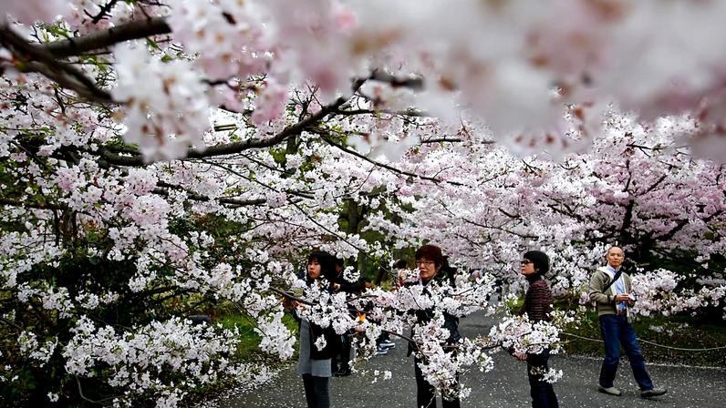 Mulheres fotografam as cerejeiras em flor junto ao fosso do Palácio Imperial de Chidorigafuchi, em Tóquio
