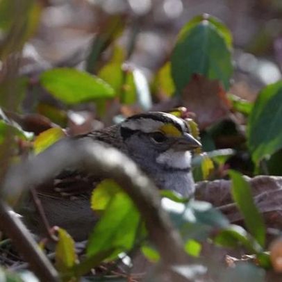 Estudo aponta queda acelerada de aves nos EUA por clima e agricultura