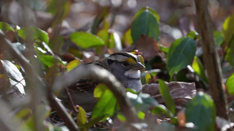 População de aves da América do Norte encolhe cada vez mais depressa; especialistas apontam a agricultura e o aquecimento global