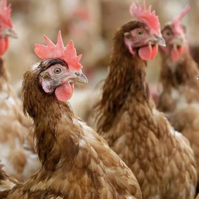 Itália confirma primeiro caso humano europeu de gripe aviária H9N2