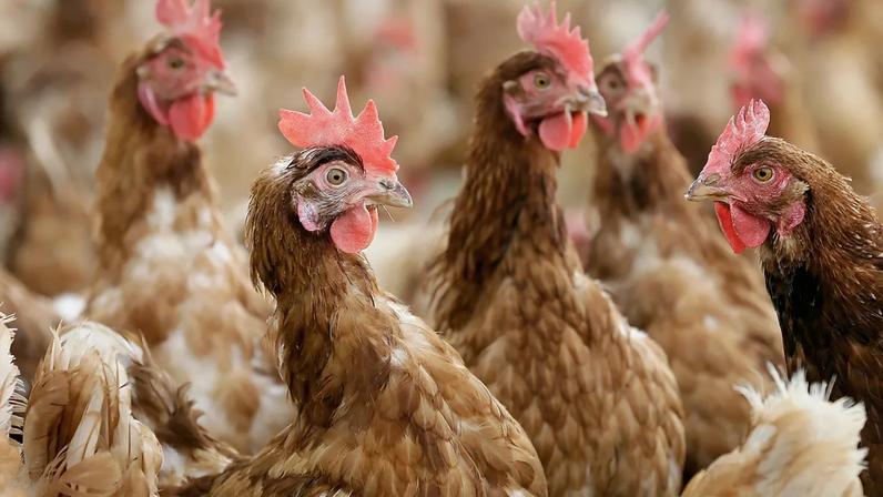 ARQUIVO - Galinhas criadas ao ar livre num pasto vedado numa exploração biológica, em 21 de outubro de 2015, no Iowa