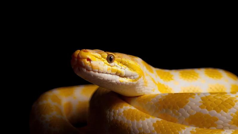 Metabolismo das pitões pode inspirar terapias de emagrecimento