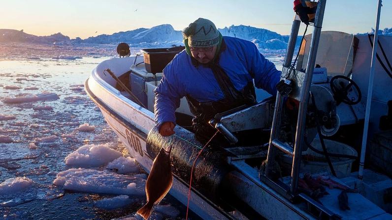 Pescador apanha alabote na baía de Disko, perto de Ilulissat, na Gronelândia, na quarta-feira, 28 de janeiro de 2026