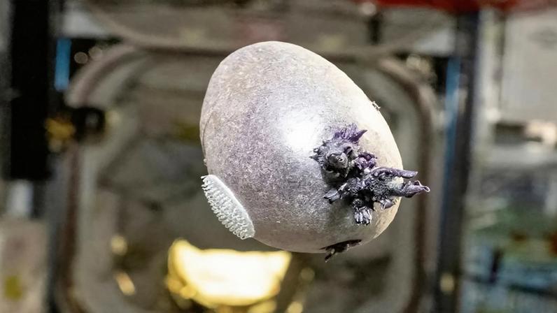 Astronauta da NASA Don Pettit partilhou recentemente uma fotografia de uma batata roxa que cultivou no espaço, na Estação Espacial Internacional.