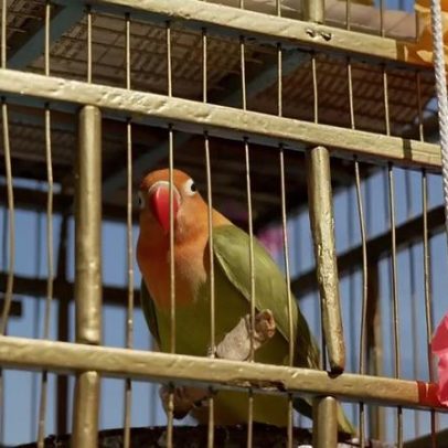 Vendedores de aves no México mantêm tradição do Domingo de Ramos, em declínio