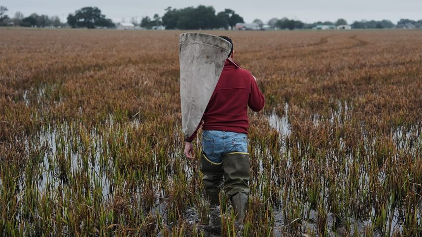 Especialista em extensão do arroz atravessa um arrozal