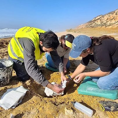 Fósseis de baleias de 10 milhões de anos encontrados em praia portuguesa