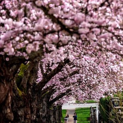Flores de cerejeira animam Munique e o norte da Itália