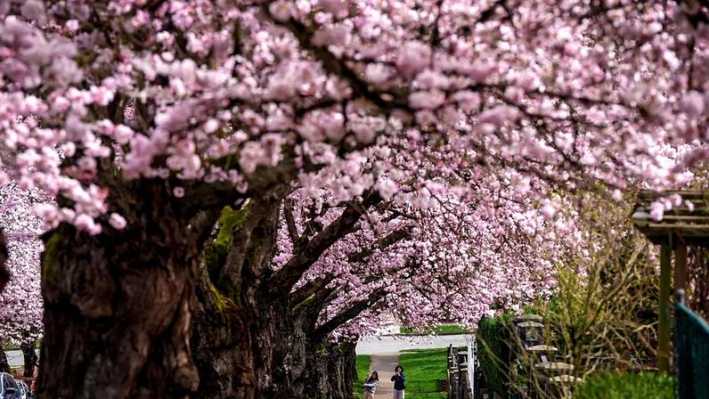 Pessoas tiram fotografias às cerejeiras em plena floração, em Vancouver, Colúmbia Britânica, segunda-feira, 23 de março de 2026